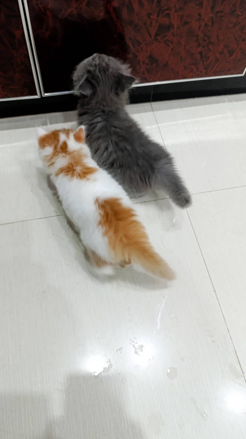 Persian kittens triple code 3
