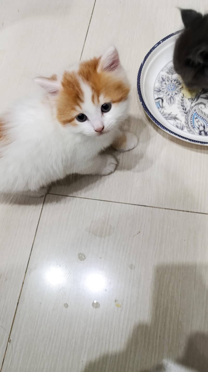 Persian kittens triple code 4