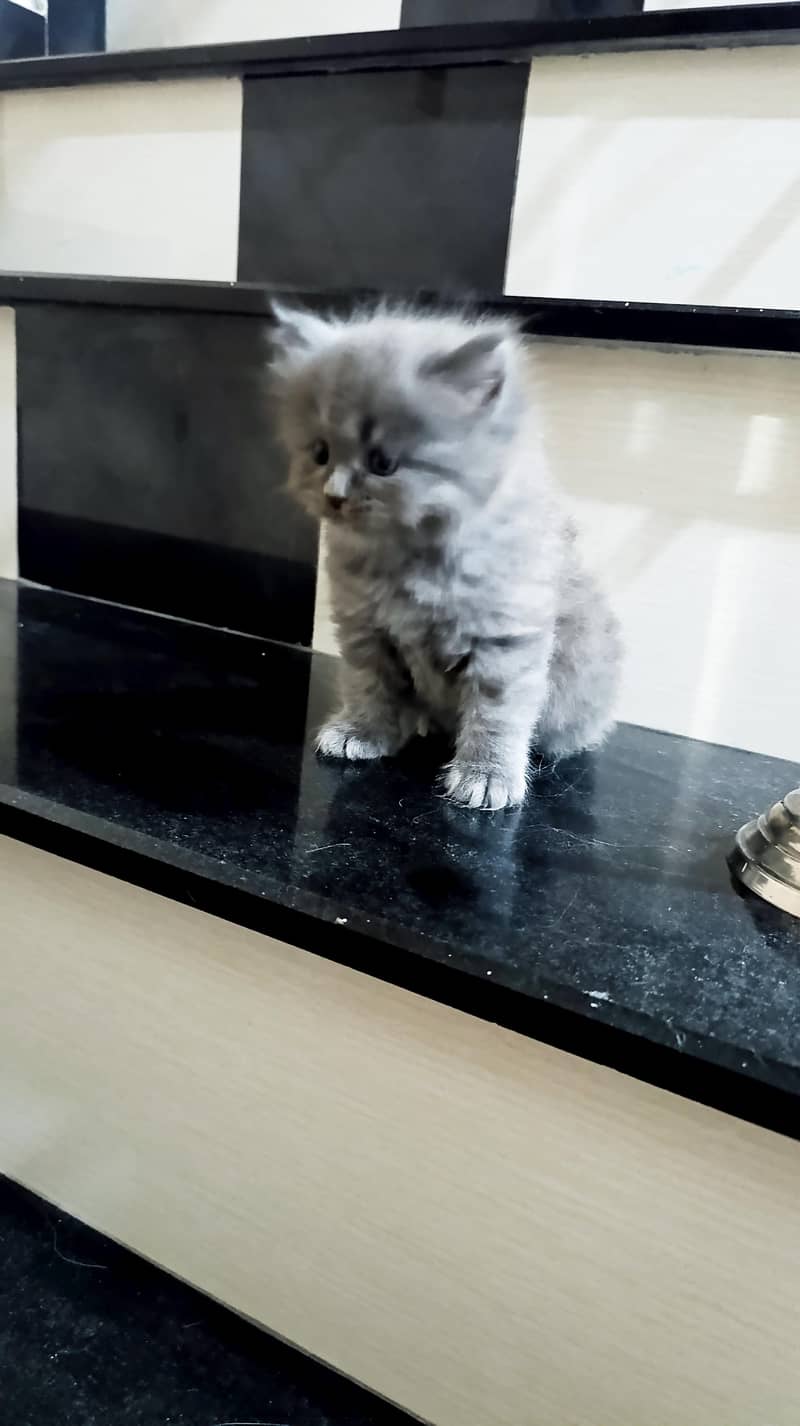 Persian kittens triple code 5