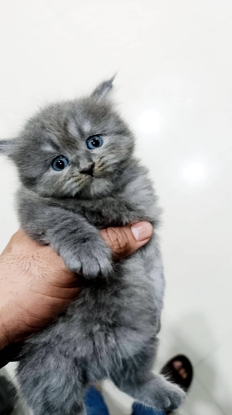 Persian kittens triple code 6
