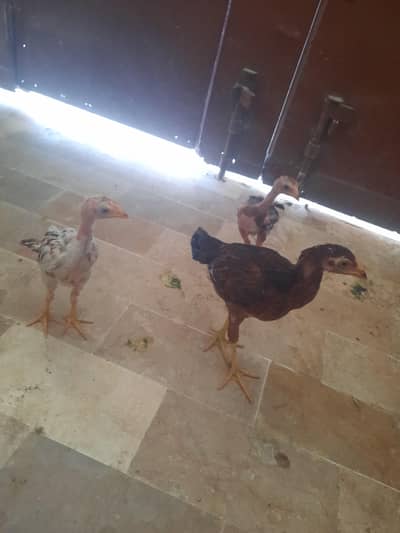 2500 ka 2 femal 1 male chick