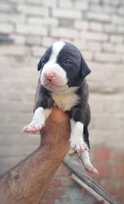 top quality bully male puppy