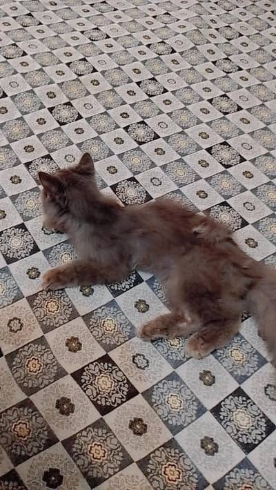 Persian cat