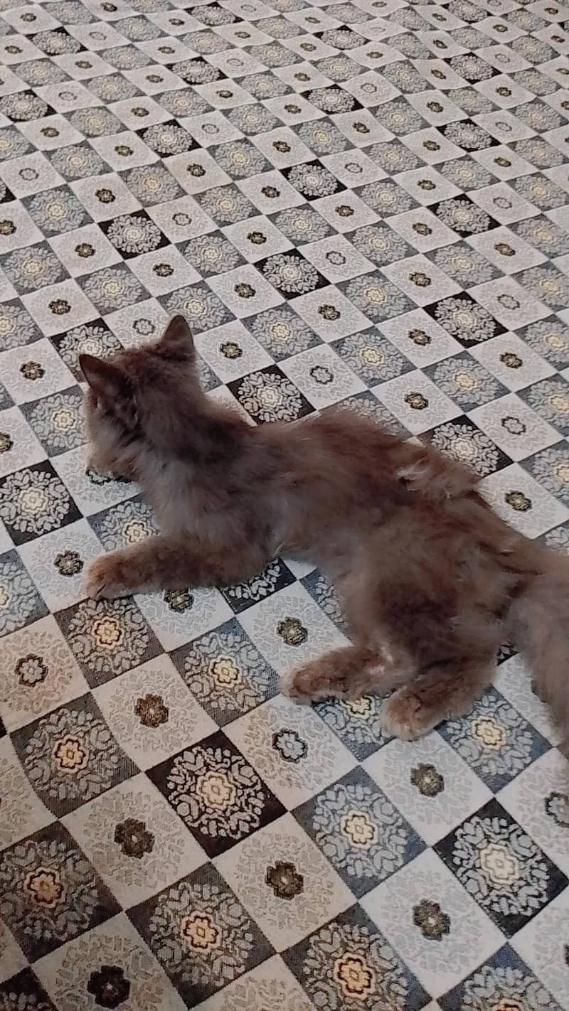 Persian cat 0