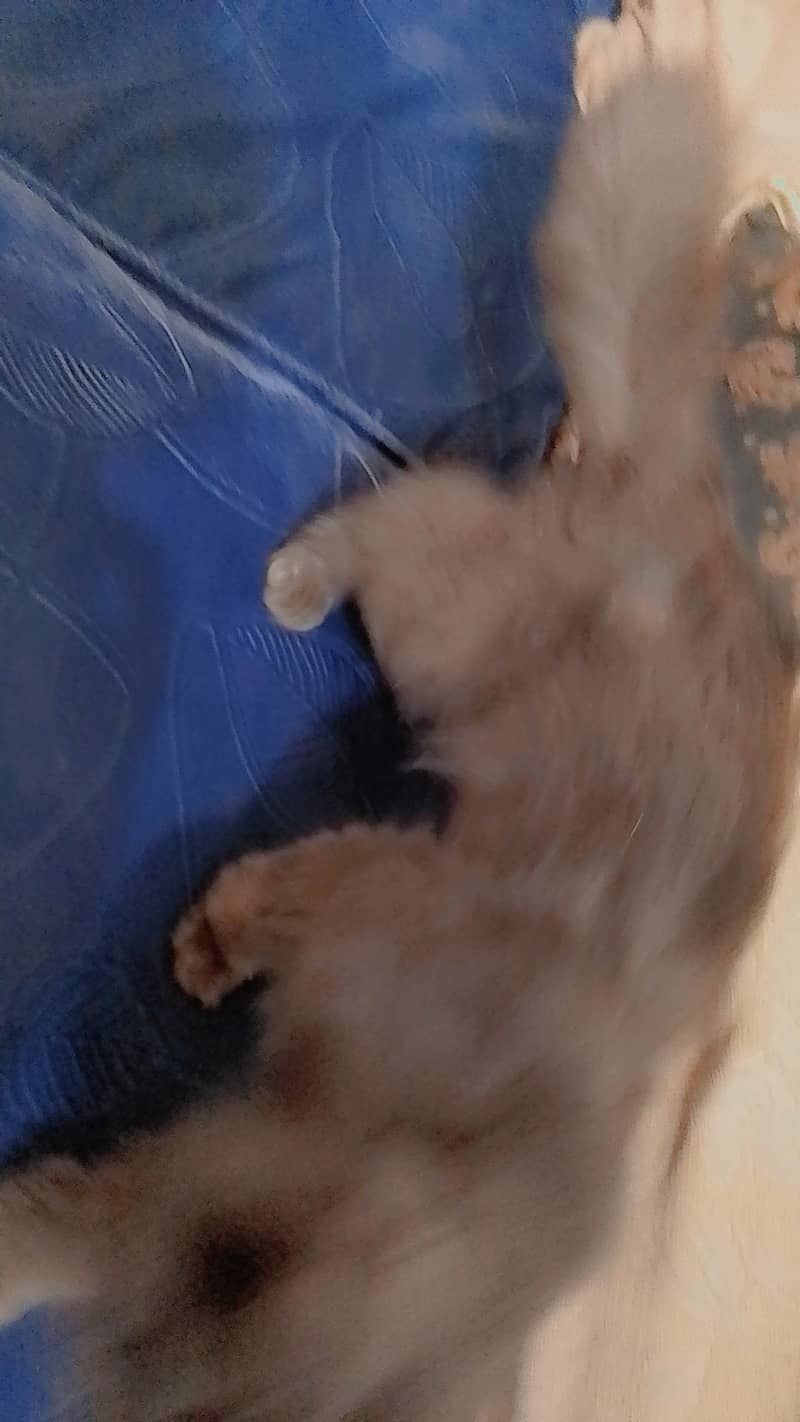 Persian cat 1