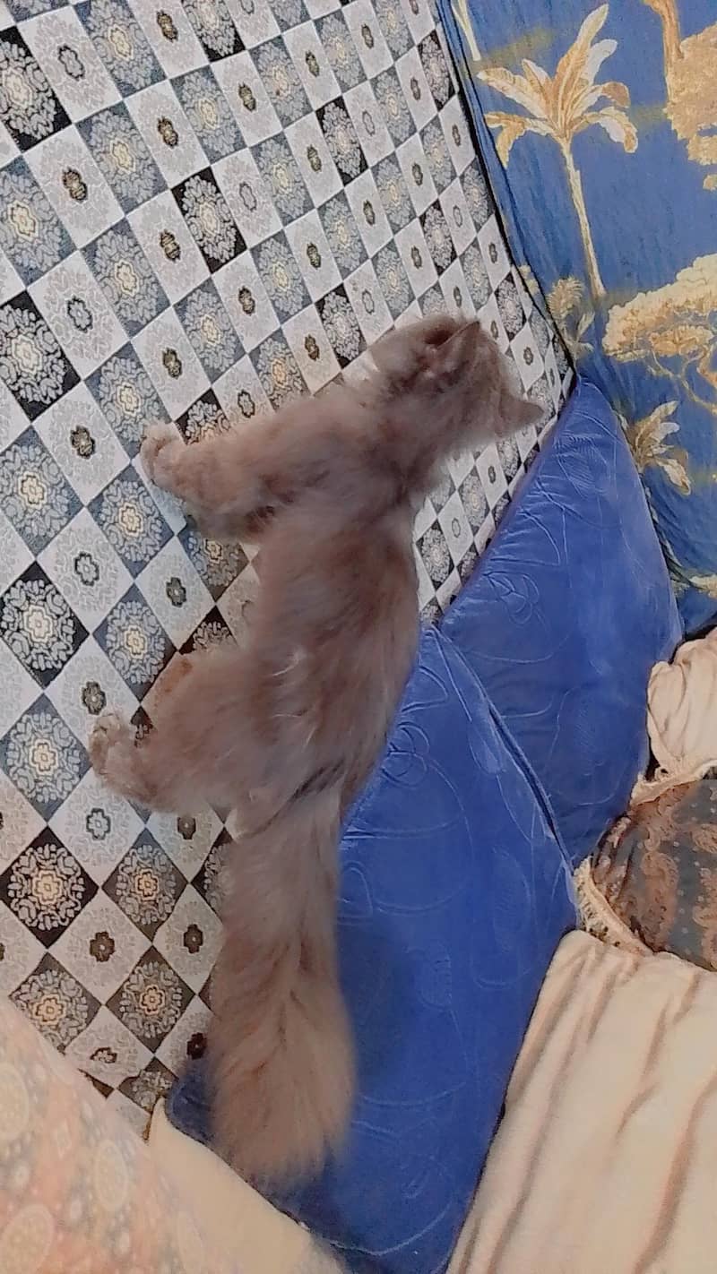 Persian cat 2