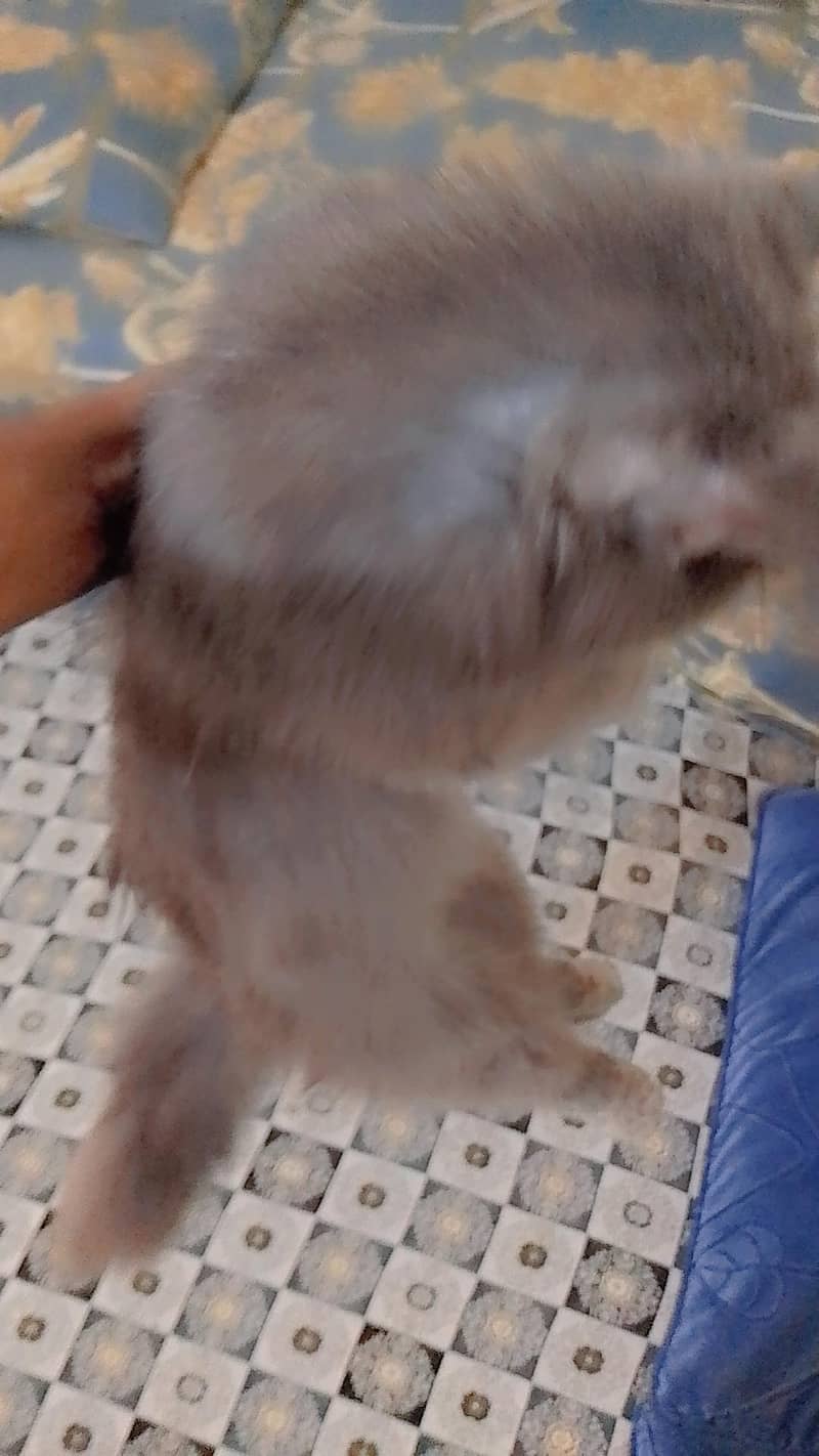 Persian cat 3