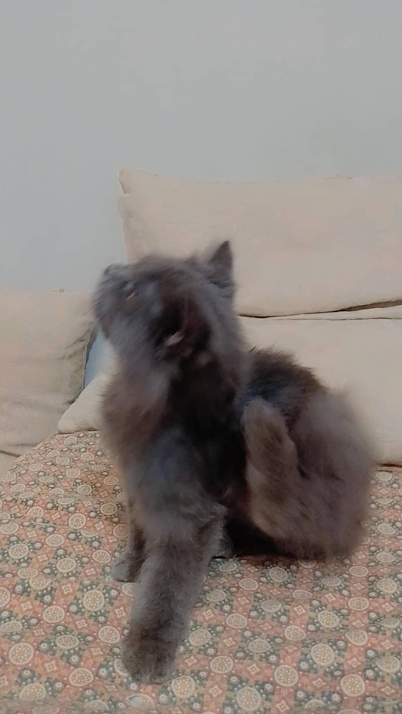 Persian cat 4