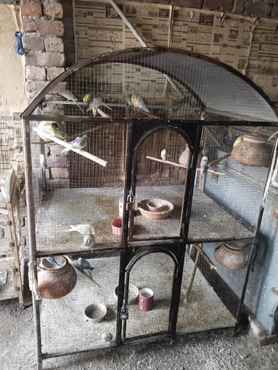 Budgies, Hogo, Love birds and Metal cage