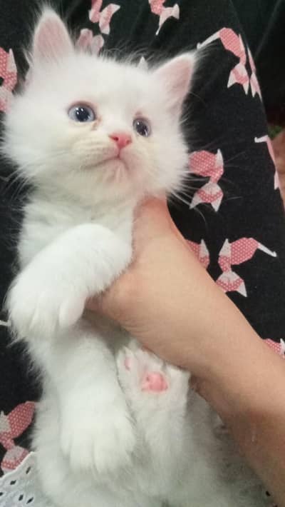 Persian kitten
