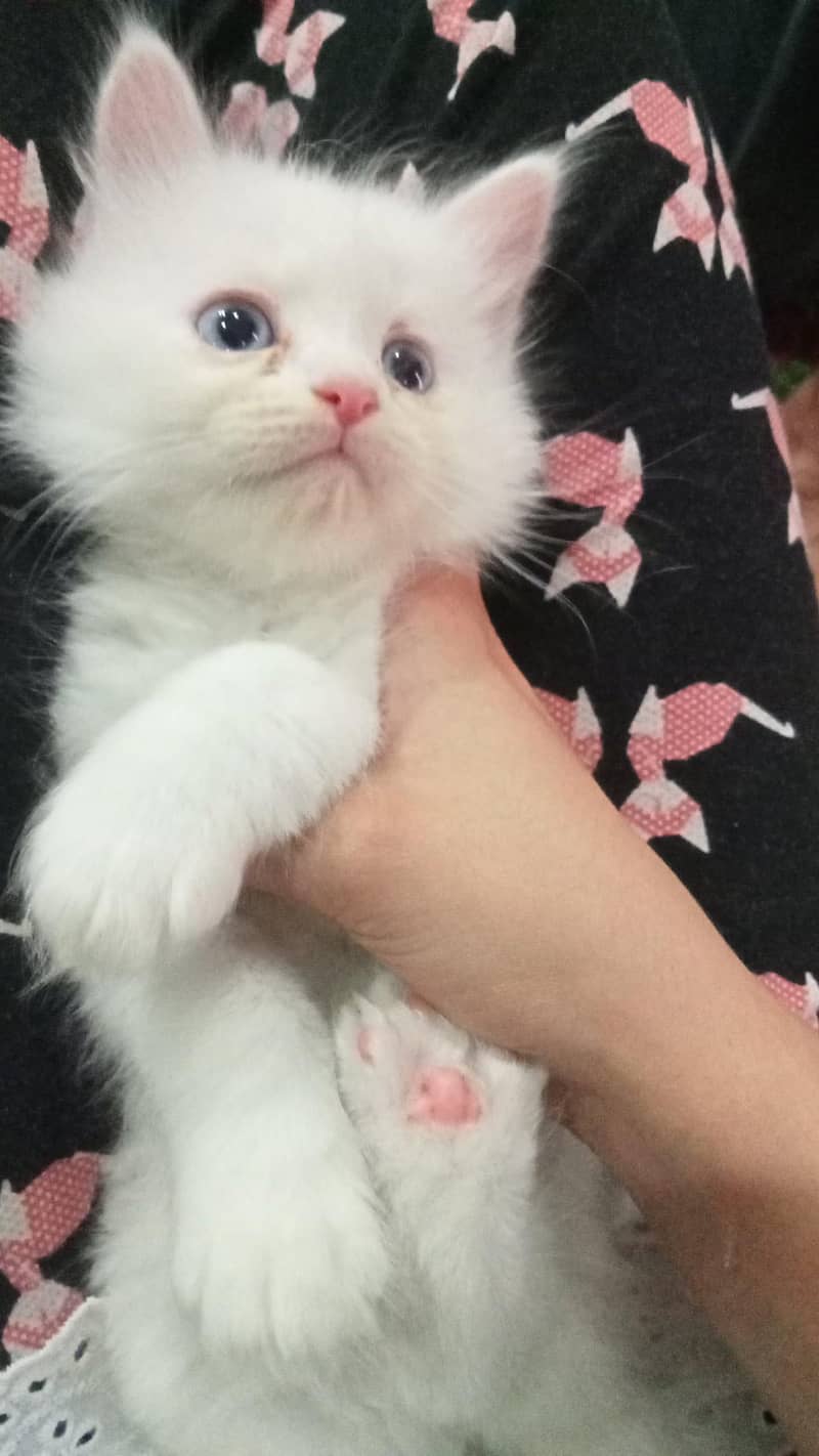 Persian kitten 0