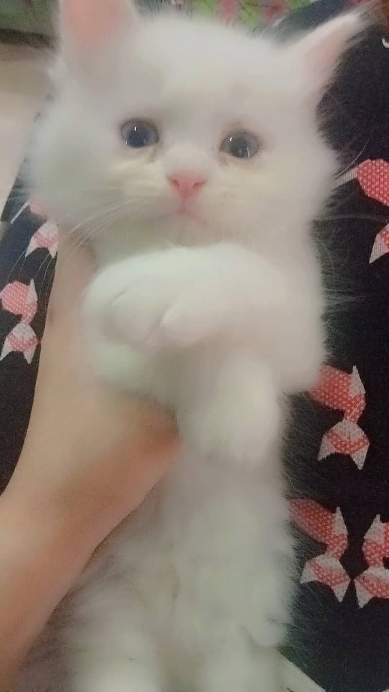 Persian kitten 1