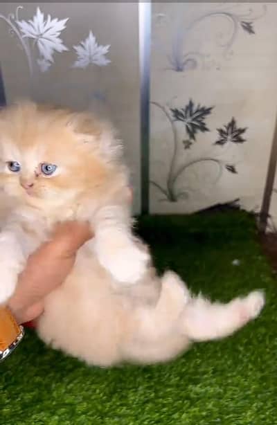 Persian cat triple cod for sale,my WhatsApp 03265565734