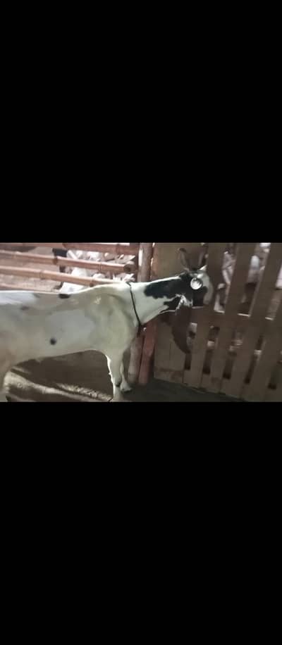 2 dant khassi bakra