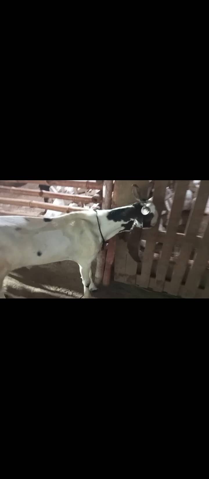 2 dant khassi bakra 0