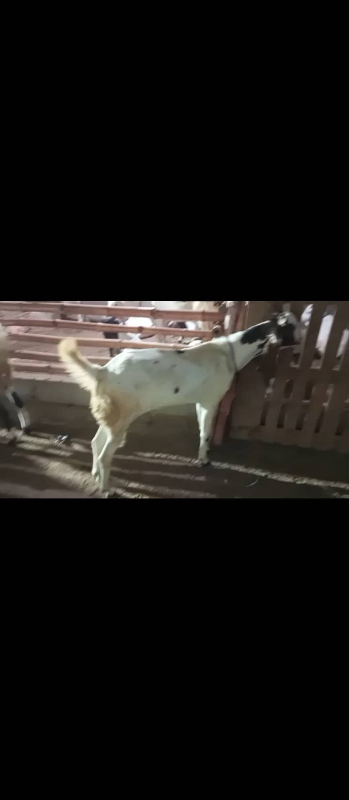 2 dant khassi bakra 1