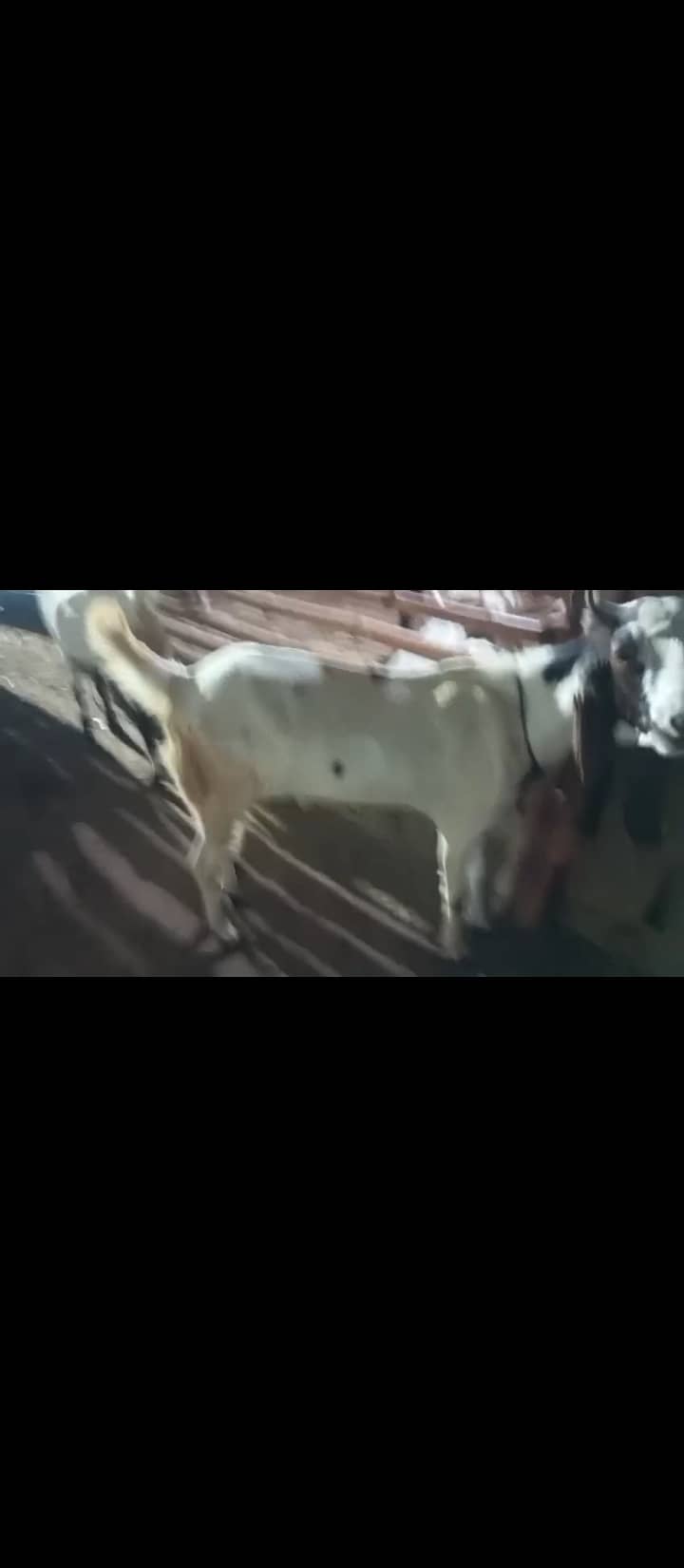 2 dant khassi bakra 2
