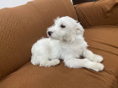 australian terrier