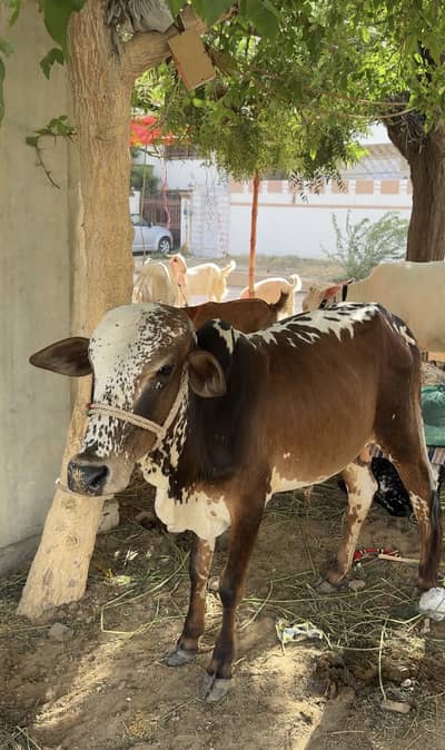 2 daant beautiful male Qurbani 2026