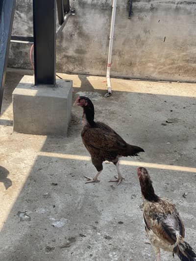 Mix Hens Deal Alag alag bhi sale kar denge only serious buyers contact