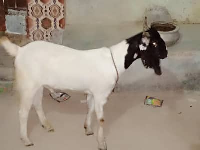 Bakra sale 2 dant  khassi Bakra  gher ka Pala huwa