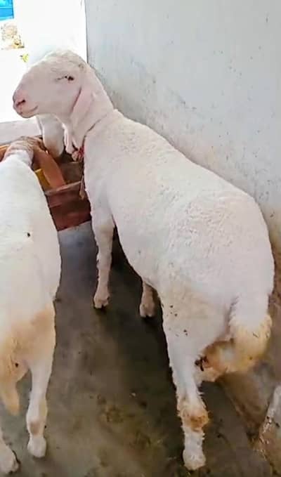 Eid / Qurbani / Dumba / Janwar / For Sale (35 kg and 60 kg)