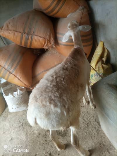 ترکی بھیڑ مادہ کھیری