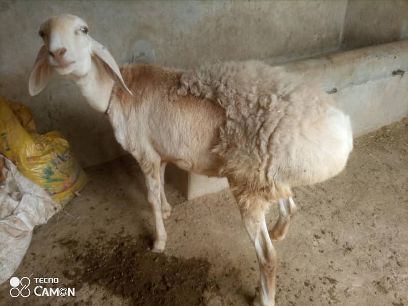 ترکی بھیڑ مادہ کھیری 3