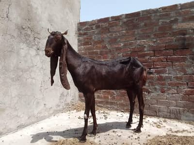 Male & Famale Goat  Available For 2026 Qurbani
