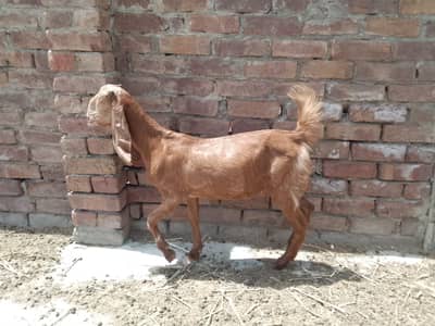 Male & Famale Goat  Available For 2026 Qurbani