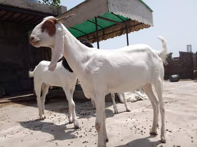 Male & Famale Goat  Available For 2026 Qurbani