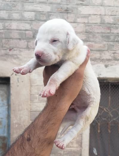 gultair male puppy