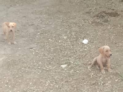 cute puppies