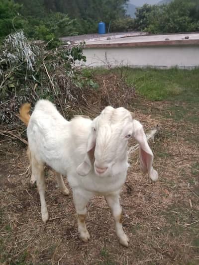 Goat For sale