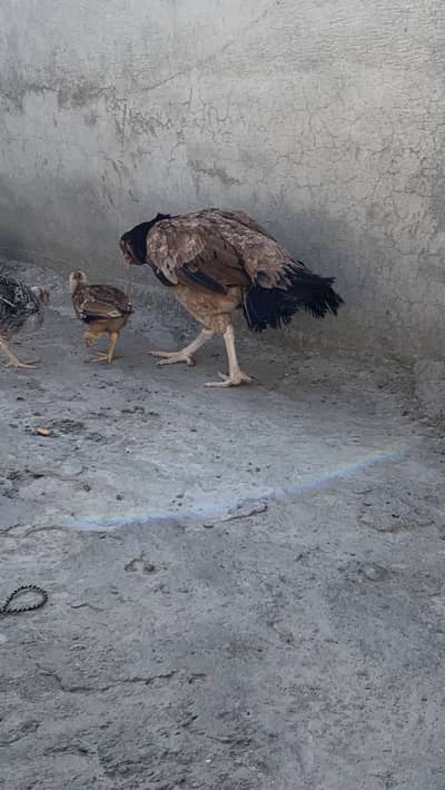 Aseel Cross Chicks Available