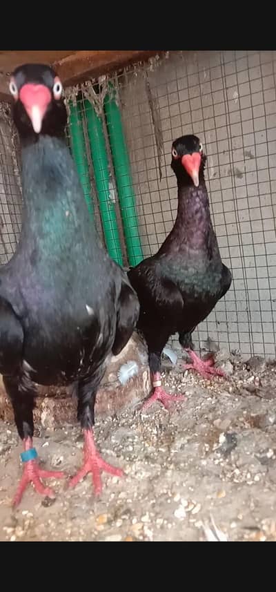 Black Self Denish Breeder Pair