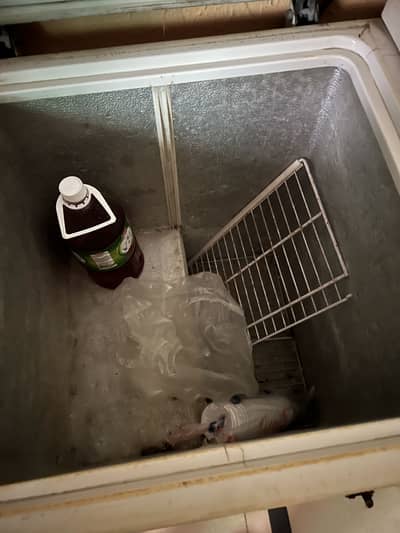freezer for sale