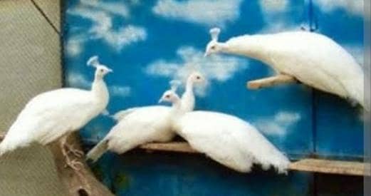 1+3 white peacock set available