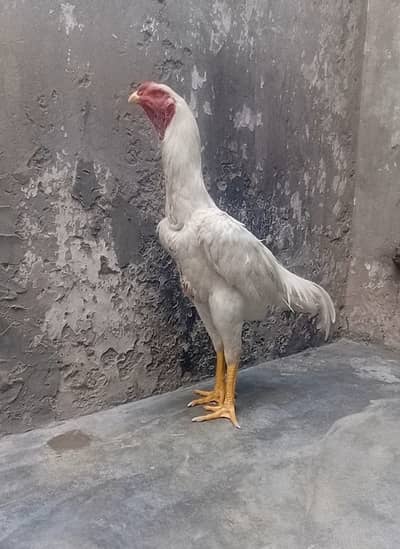 German O  White Shamo