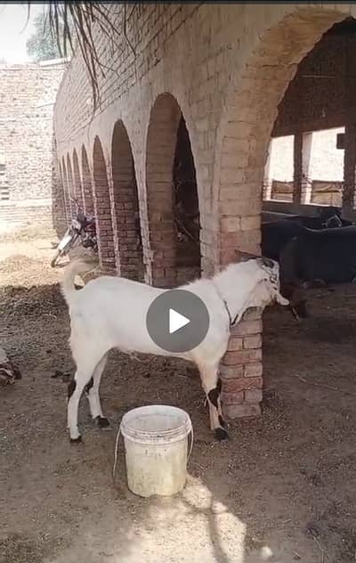 bakra sale