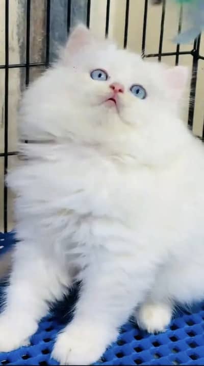 Persian kittens triple coat pair  for sale contact whatsap 03055516739