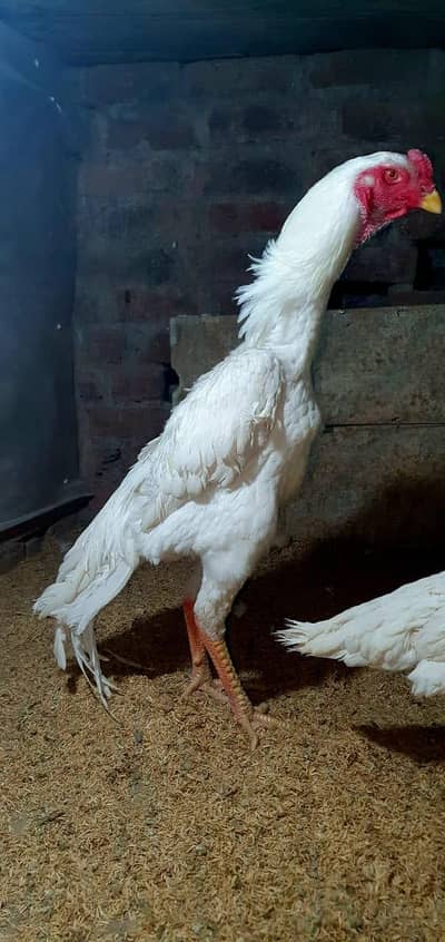 jarman whit o shamo chiks