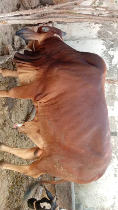 pure dasi ghr ka Pala howa  contect 03234544087 watsap
