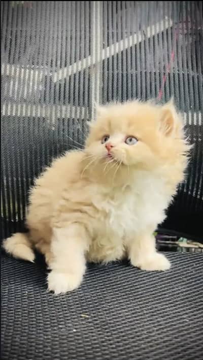 Persian kittens triple coat pair  for sale contact whatsap 03055516739