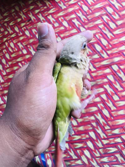 2 sa 3 type ka pair available ha or conyour ka self chicks