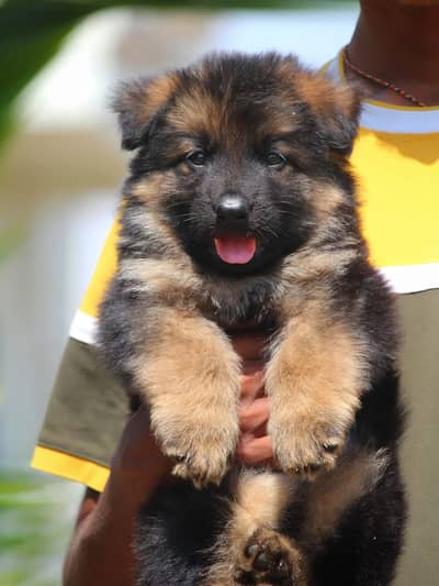 German Shepherd strong bloodline GSD puppies