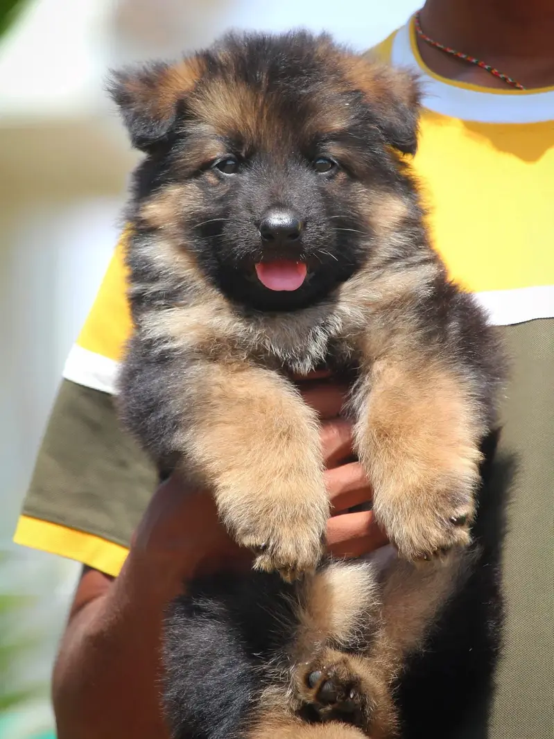 German Shepherd strong bloodline GSD puppies — photo 9