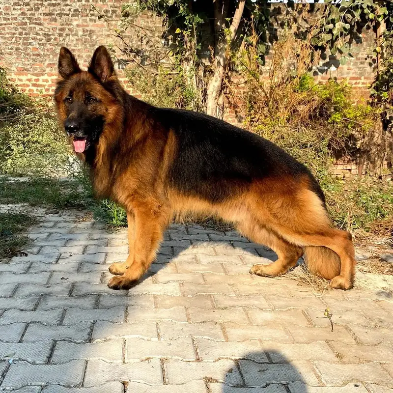 German Shepherd strong bloodline GSD puppies — photo 10