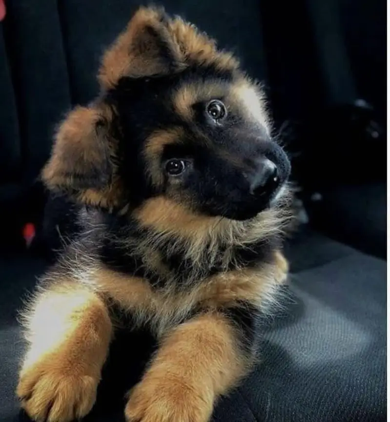 German Shepherd strong bloodline GSD puppies — photo 11