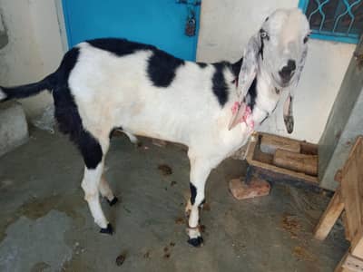 Desi bakra for sale